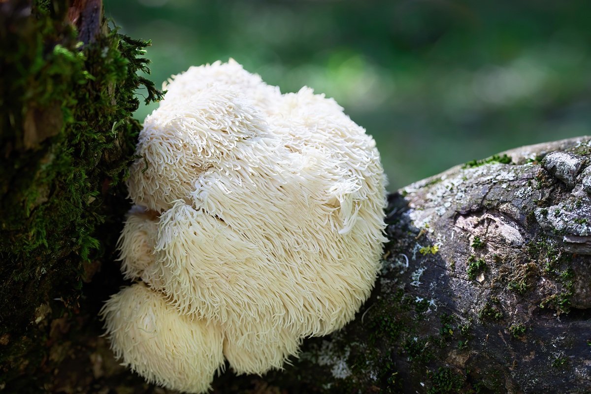 Lion’s Mane Mushroom: Benefits, Brain Health and Cognitive Support