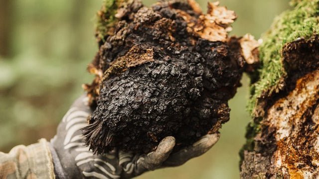 Chaga Mushroom: Benefits, Antioxidants and Immune Support