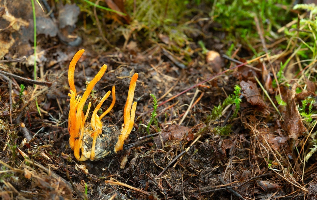 Cordyceps Mushroom: Benefits, Energy and the Difference Between Cordyceps Sinensis and Militaris
