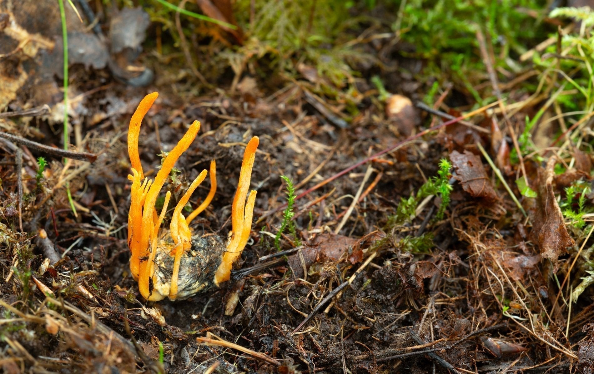 Cordyceps Mushroom: Benefits, Energy and the Difference Between Cordyceps Sinensis and Militaris