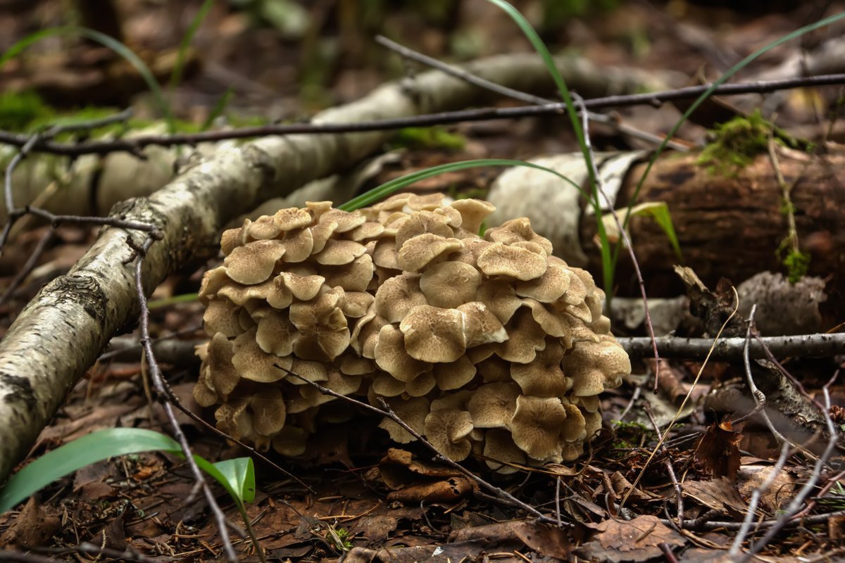 Maitake Mushroom: Benefits, Vitality and Metabolic Support