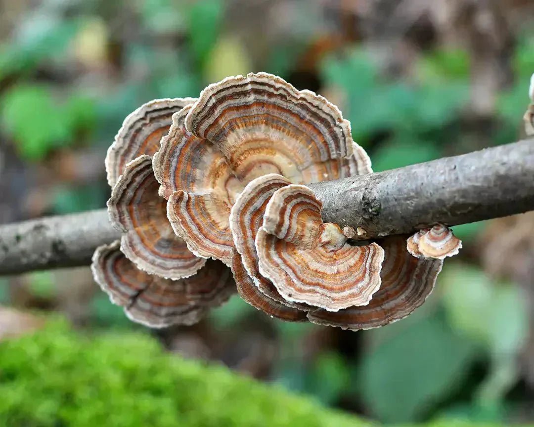 Turkey Tail Mushroom: Benefits, Immune Support and Gut Health