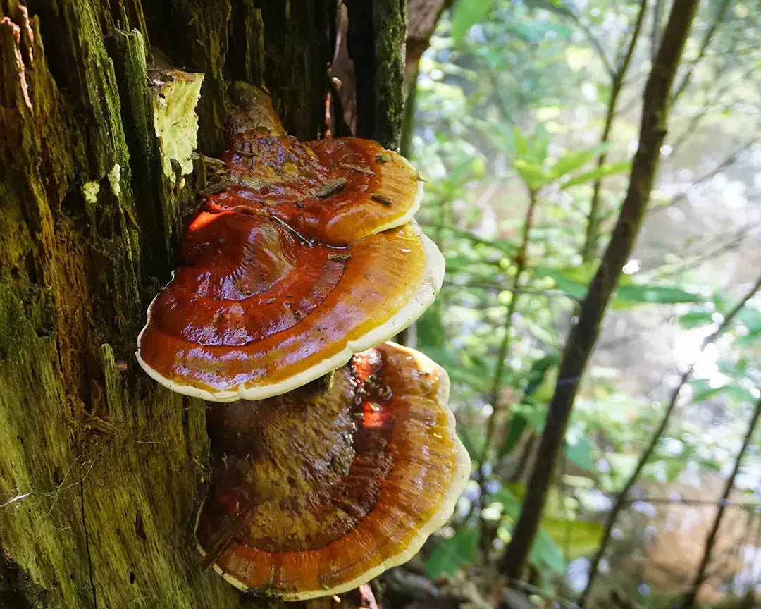 Reishi Mushroom: Benefits, Calm Support and Immune Balance