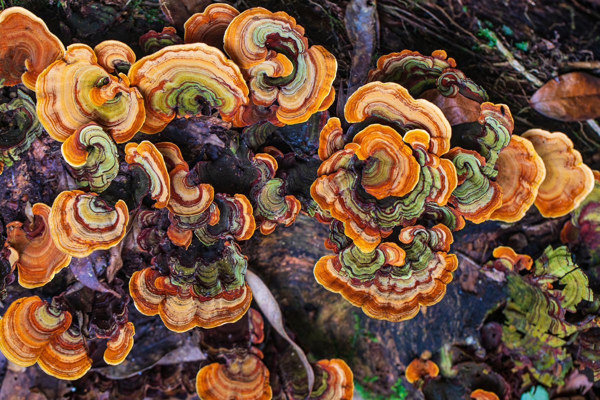 Colorful turkey tail mushrooms growing on a forest log