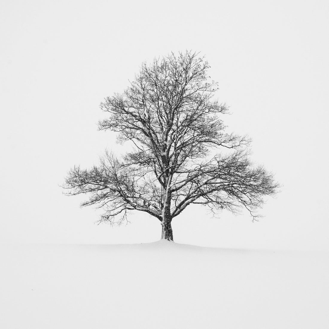 Tree with no leaves standing in a snowy landscape