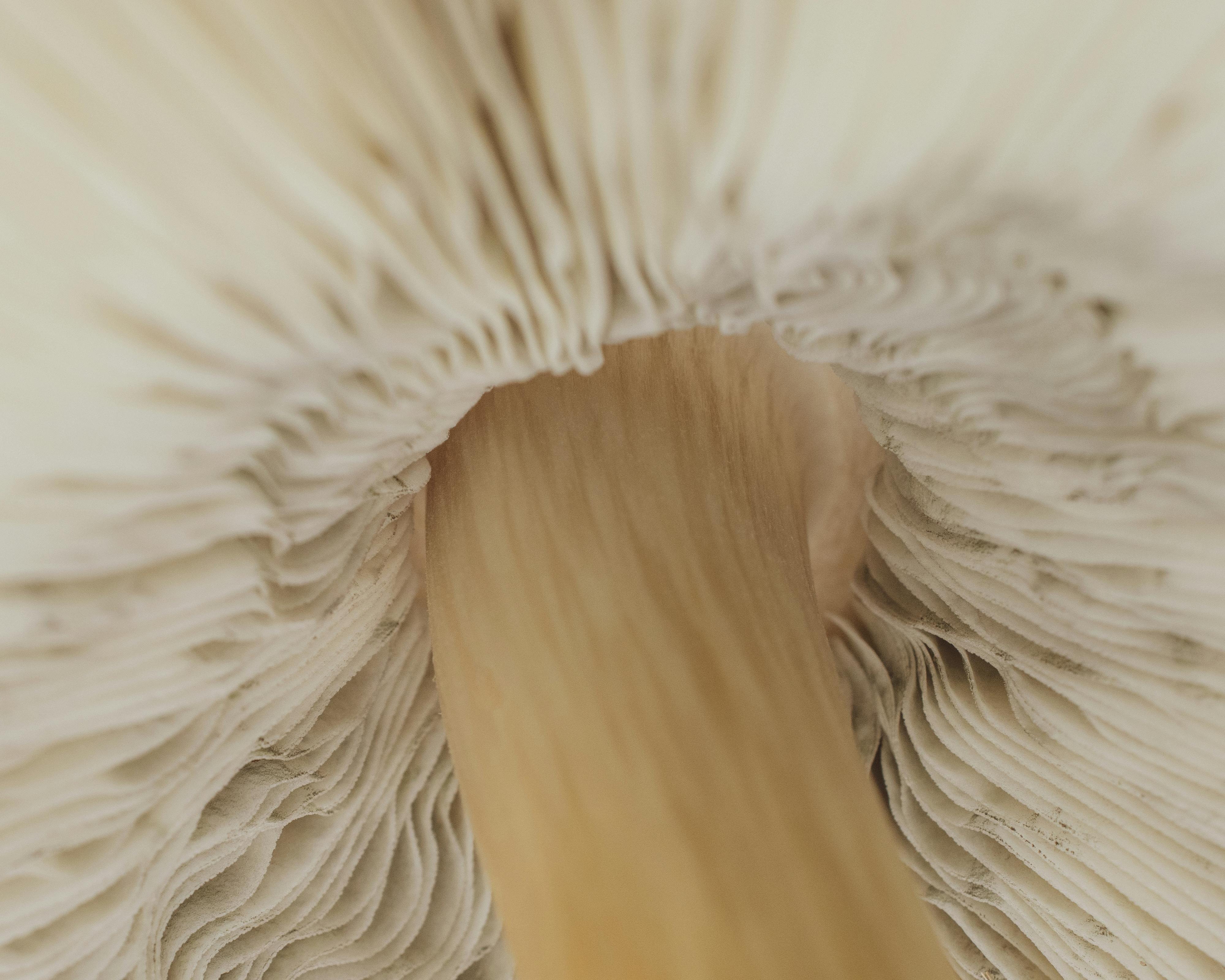 Close-up of a beige mushroom with detailed gills.