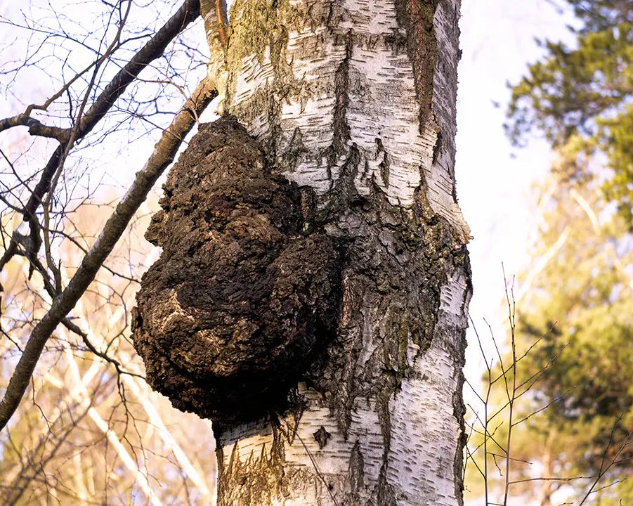 Close-up photo of chaga, wellness diamond, groing on tree.