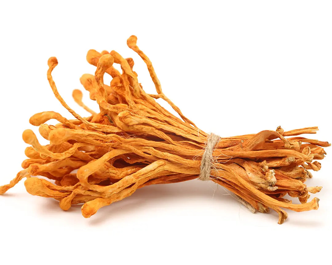 Close-up photo of Cordyceps maitake, perfomance mushroom, lying on a white background.