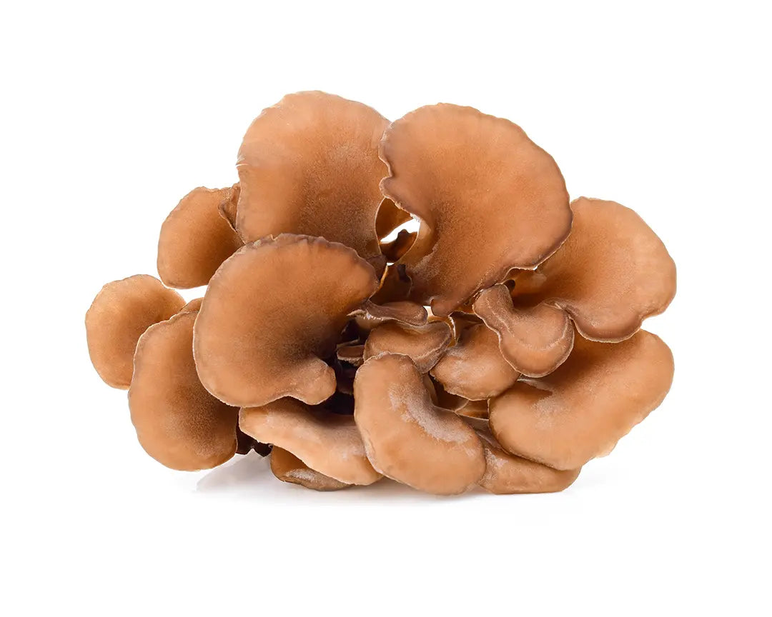 Close-up photo of Maitake, the vitality mushroom, lying on a white background.