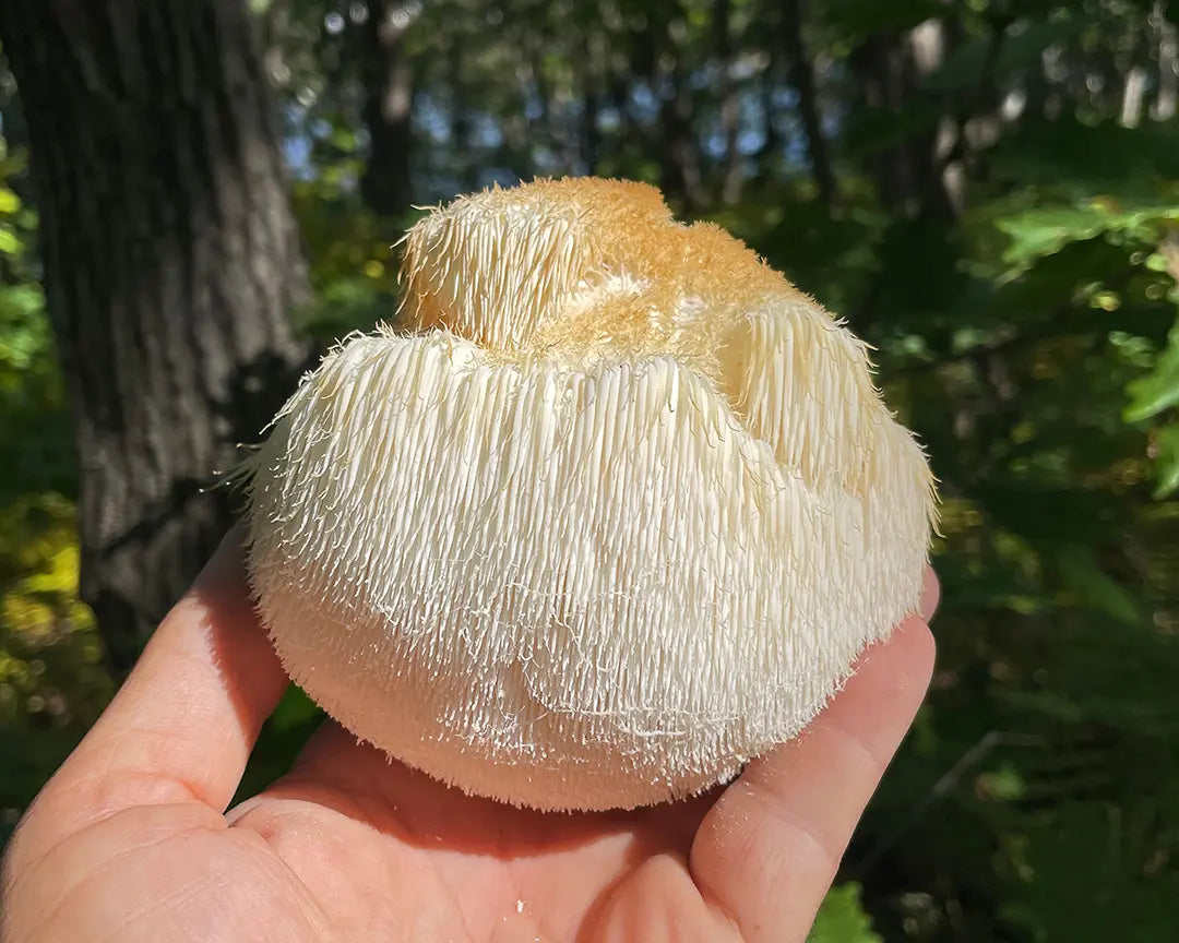 Close-up photo of Lion's Mane, smart mushroom, hold in hand.