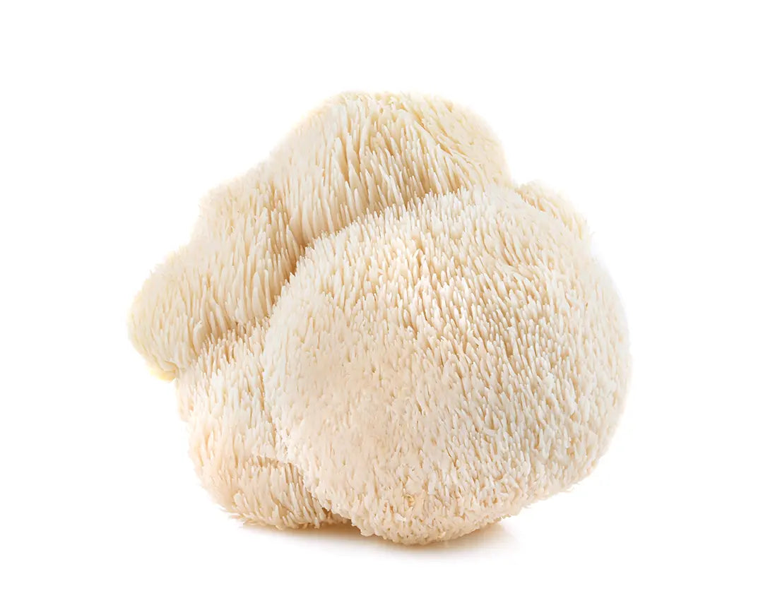 Close-up photo of Lion's Mane, smart mushroom, laying on white backround