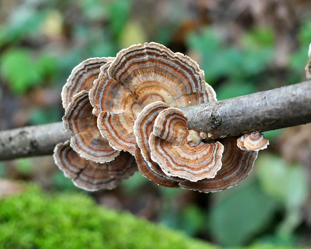 Close-up photo of Turkey Tail, immunity mushroom, growing on tree