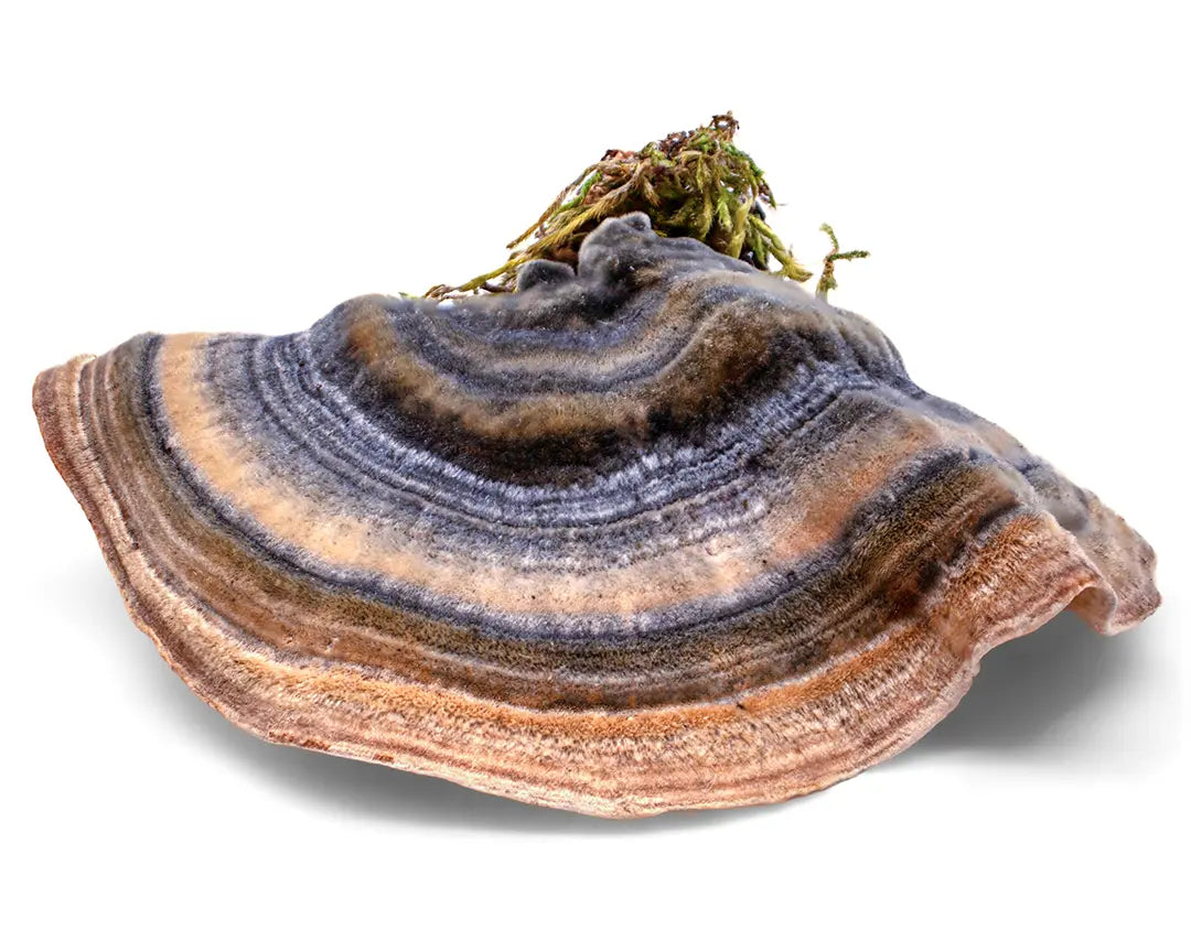 Close-up photo of Turkey Tail, the immunity mushroom, lying on a white background.