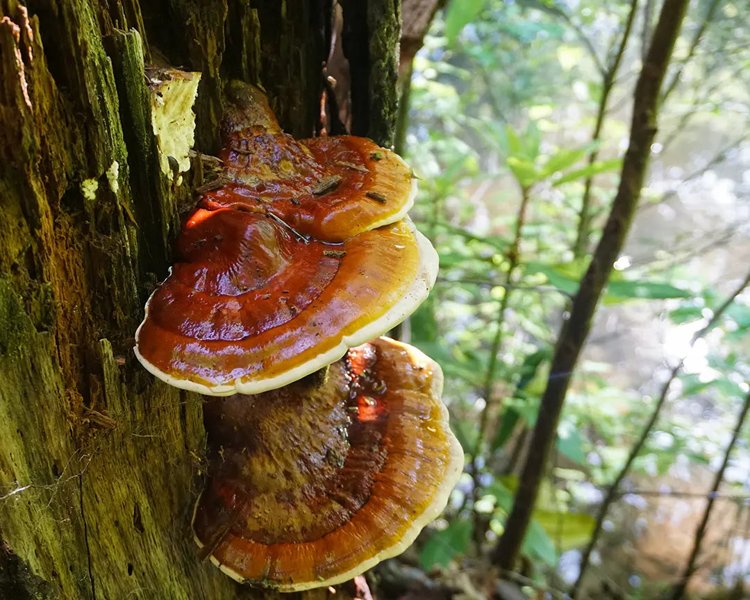 Close-up photo of Reishi, calm mushroom, groing on tree.