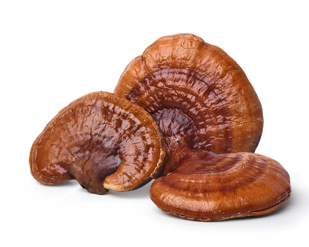 Close-up photo of Reishi, calm mushroom, laying on white backround