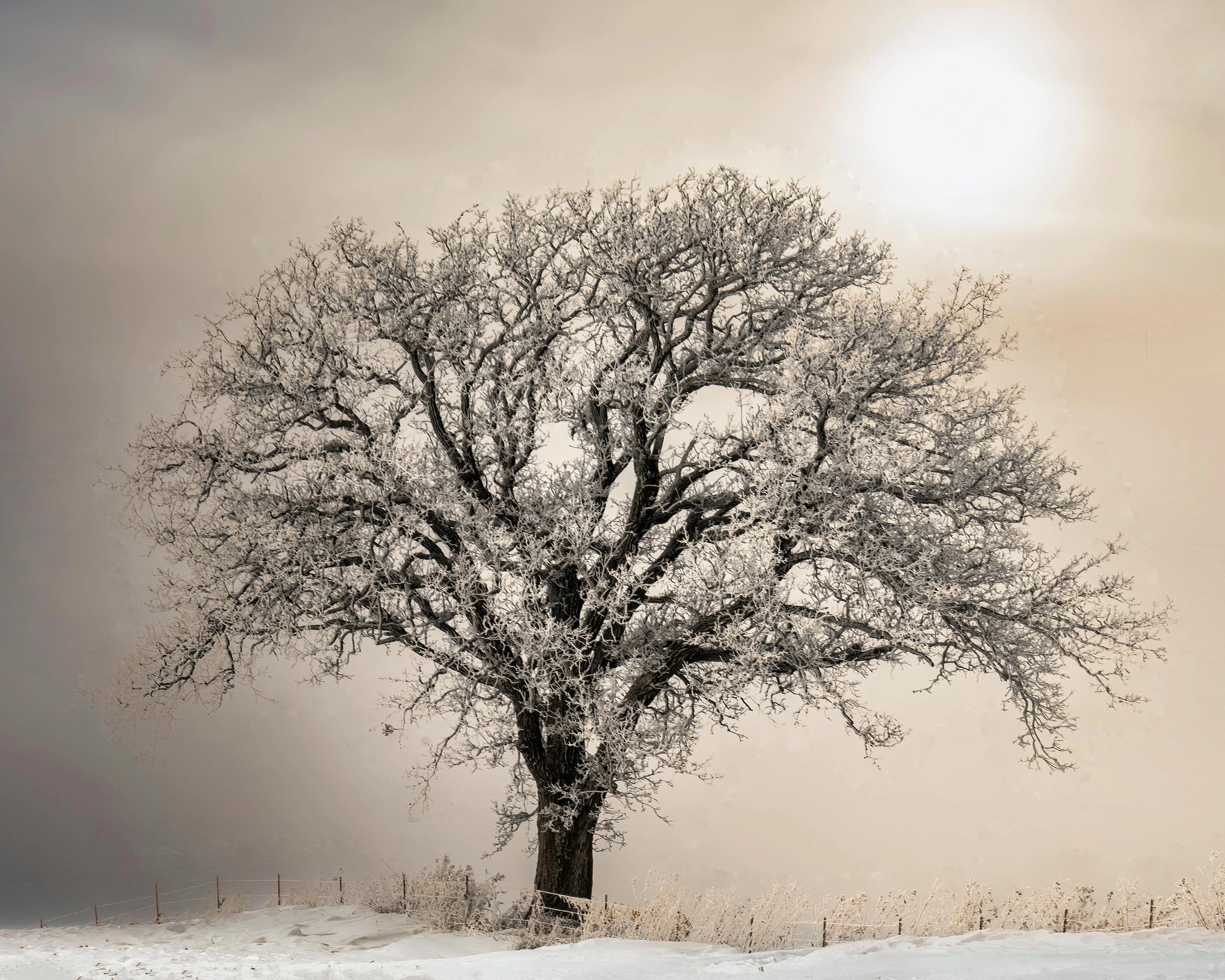 Snow-covered tree in a field with a foggy background